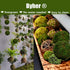 BYHER Natural Green Moss Decorative Ball,Handmade (3.5"-Set of 6)...