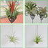 Saihisday 6PCS Air Plant Holder, 3 Sizes Air Plant Stand, Black 5.1", 6.7", 7.9" Tall, Small Tillandsia Terrarium for Living Room Hallway Decor, O...