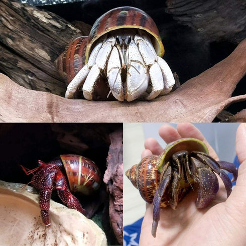 14PCS 14 Kind Natural Hermit Crab Shells Size 1" - 3.5", Opening 0.8" - 1.5" Hermit Crab Supplies Pearl Turbo Seashell for Décor...