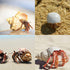 12PCS Hermit Crab Shells | Natural Sea Conch Size 1.6"-3.2" | Growth Turbo for Small to Medium and Large Crabs, Saltwater Hermit Crab Supplies and...