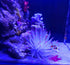 Mallofusa Artificial Aquarium Fish Tank Decoration Silicone Sea Anemone Artificial Fish Tank Ornament Decoration (White)...