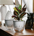 Self Watering Pots for Indoor Plants, Plant Pots Indoor 4/6 Inch, Small Plant Pots, Flowers Pots for Indoor Plants, Self Watering Planter for All ...