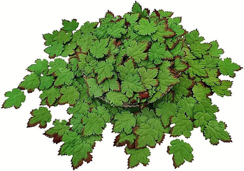 Mulberry Paper Maple Leaves Artificial Leaf Craft Leaves for Scrapbooking Wedding Doll House Supplies Card DIY Craft Project Party Decoration. (Gr...