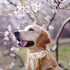 ARING PET Summer Dog Collar-Cute Dog Collar for Small Dogs, Adjustable Cotton Floral Pet Collars Puppy Collar for Small Medium Large Dogs...