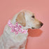 Elegant little tail Dog Collar with Flower, Watermelon Print Pet Collar Flower Dog Collar Summer Cute Dog Collar Adjustable Dog Collar for Large D...