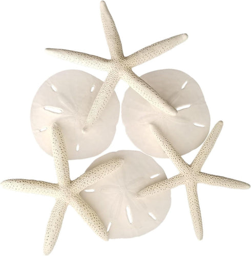 Tumbler Home Sand Dollars and Starfish for Crafts, 3 Real Starfish (4"-6") and 3 Sand Dollars (3"-3.5") in Bulk...