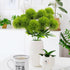 Uieke 10 Pcs Dandelion Artificial Flowers, Artificial Flowers for Decoration Fake Plants Bouquet Plastic Flowers for Home Decoration Wedding Decor...