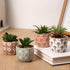 Artificial Plants Succulent Flowers in Ceramic Planter 2 Pack Small Fake Plants Potted for Home Office Desk Decor Farmhouse Living Room Bedroom Sh...
