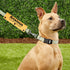 Rescue Dog Anxious Dog Leash Sleeve Nervous Dog Leash Sleeve Nervous Anxious Dog Gift (Anxious Space Sleeve)...