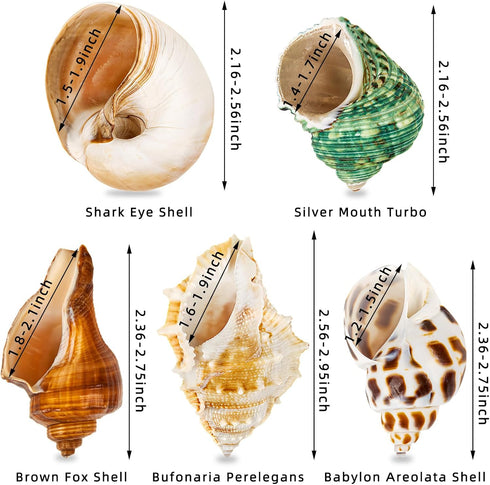 5PCS Hermit Crab Shells | Natural Sea Conch Size 2.1" - 2.8", Opening Size 0.9" - 1.5" | Medium Large Turbo Seashells for Hermit Crab Supplies and...