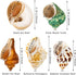 5PCS Hermit Crab Shells | Natural Sea Conch Size 2.1" - 2.8", Opening Size 0.9" - 1.5" | Medium Large Turbo Seashells for Hermit Crab Supplies and...