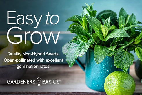 Gardeners Basics, Herbal Tea Seeds for Planting Indoors and Outdoors 5 Variety Packets Echinacea, Peppermint, Lavender, Chamomile and Lemon Balm -...