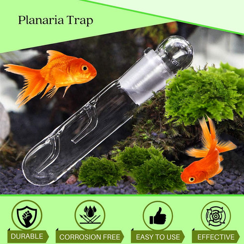 Planaria Trap Crystal Red Shrimp Tank Aquarium Bristle Worm Catcher, Shrimp Dwarf Shrimp Ghost Shrimp Live Freshwater Cleaning Supplies Clear Glas...