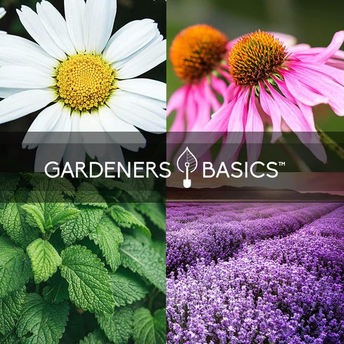 Gardeners Basics, Herbal Tea Seeds for Planting Indoors and Outdoors 5 Variety Packets Echinacea, Peppermint, Lavender, Chamomile and Lemon Balm -...