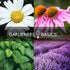 Gardeners Basics, Herbal Tea Seeds for Planting Indoors and Outdoors 5 Variety Packets Echinacea, Peppermint, Lavender, Chamomile and Lemon Balm -...