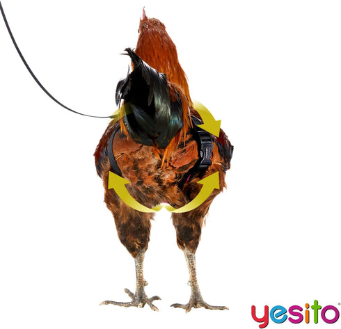 Chicken Harness Hen size with 6-foot Matching belt, Comfortable, Breathable, Small Size, Suitable for Chicken, Duck or Goose Suitable for Weight a...