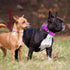 azuza 2 Pack Neoprene Padded Dog Collar for Small Dogs, Reflective Dog Collar with ID Tag Ring, Adjustable Safe and Comfy Dog Collars,Purple/Pink,...