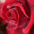 Rose Garden Natural Solid Perfume (Rose Garden, 0.25 oz tin jar)...