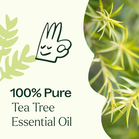 Plant Therapy Tea Tree Essential Oil 100% Pure, Undiluted, Natural Aromatherapy, Therapeutic Grade 10 mL (1/3 oz)...