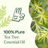 Plant Therapy Tea Tree Essential Oil 100% Pure, Undiluted, Natural Aromatherapy, Therapeutic Grade 10 mL (1/3 oz)...