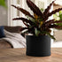 Bloem Mathers Round Planter with Saucer Tray: 6" - Black - Modern Design, Durable Plastic Pot, Removable Saucer, for Indoor & Outdoor Use, Gardeni...