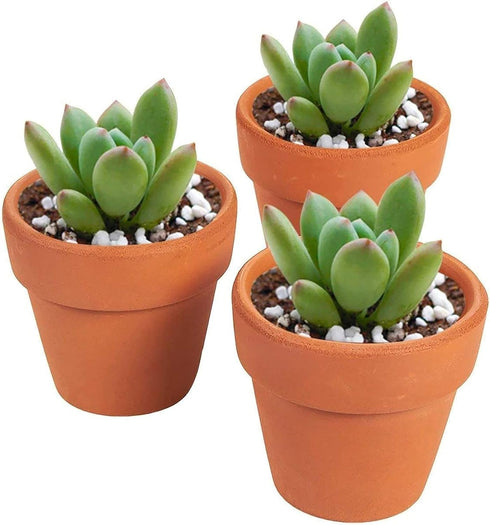 Juvale 10-Pack 1.5-Inch Mini Terracotta Plants Pots with Drainage Holes for Cactus, Succulents, Tiny Clay Terra Cotta Flower Pot Planters for Nurs...