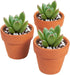 Juvale 10-Pack 1.5-Inch Mini Terracotta Plants Pots with Drainage Holes for Cactus, Succulents, Tiny Clay Terra Cotta Flower Pot Planters for Nurs...