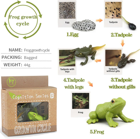 Mbrain5pcs Frog Growth Cycle with Flash Cards,Life Cycle Learning & Education Toys,Montessori Toys,Gift for Girl & Boy for 3 4 5 6 7 Year Old (Fro...