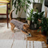 SAWMONG Cat Recovery Suit After Surgery Recovery Shirt Breathable E-Collar Alternative Non-Lick Pet Body Suit,Brow Leopard L...
