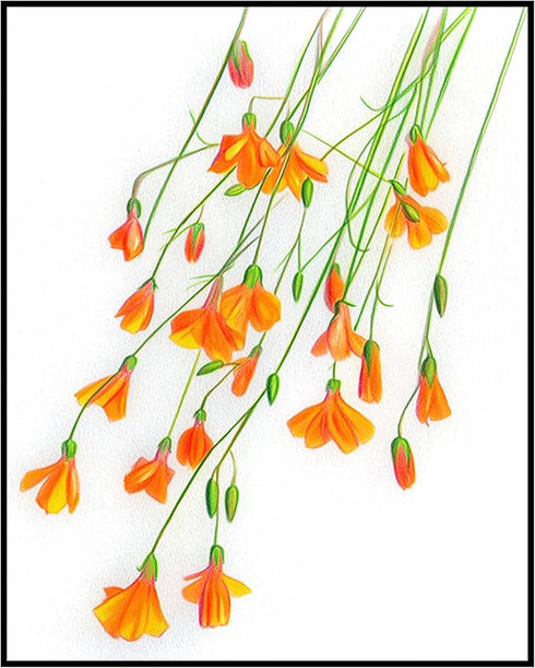 Posterizer 1 pcs-delicate and vibrant botanical drawing style flowers 2-Floral & Botanical Art-Gift for Men Women Teens-Chic Home Decor- unframed ...