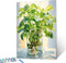 Tucocoo Green Plants in Glass Vase Oil Painting Paint by Number Kits 16 x 20 inch Canvas Plants DIY Oil Painting for Kids Students Adults Beginner...