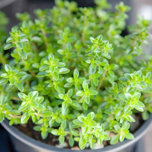 Lemon Thyme Seeds Thymus Citroidorus Fragrant Evergreen Deer & Rabbit & Drought Tolerant Culinary Ornamental Ground Covers Patio Container Indoor ...