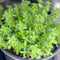 Lemon Thyme Seeds Thymus Citroidorus Fragrant Evergreen Deer & Rabbit & Drought Tolerant Culinary Ornamental Ground Covers Patio Container Indoor ...