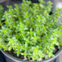 Lemon Thyme Seeds Thymus Citroidorus Fragrant Evergreen Deer & Rabbit & Drought Tolerant Culinary Ornamental Ground Covers Patio Container Indoor ...
