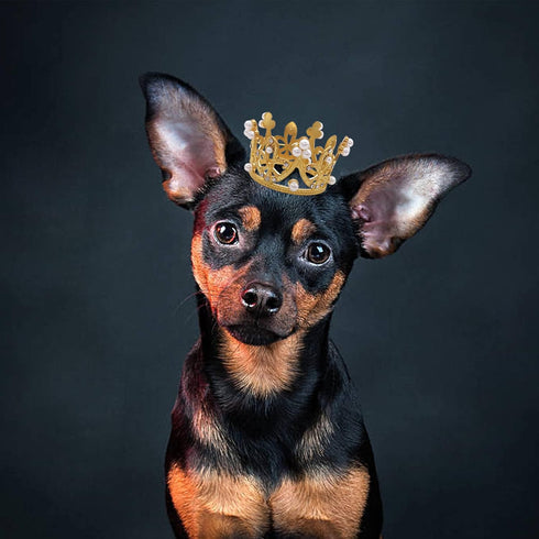 PET SHOW 2pcs Small Dog Crown Headband Puppies Rabbit Cat Hat for Birthday Party Silver Gold Rhinestone Faux Pearl Crown for Boy Girl Wedding Hair...