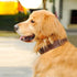 Leather Dog Collar for Medium Dogs Modern Stylish Look Best -Black...
