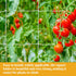 Sukh Garden Plant Trellis Netting -Trellis Net Polyester Trellis Netting Garden Square Mesh Netting for Climbing Plants Fruits Vegetables VinesGro...