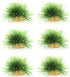 AQUA KT Aquarium Landscape Foreground Grass Seaweed Green Plants for Marine Freshwater Fish Tank Decoration, Pack of 10...