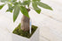 Aquameter (Small White Refillable - Bundle of 2) - House Plant Soil Moisture Meter, Humidity Sensor Probe, Water Level Indicator - Best for Indoor...
