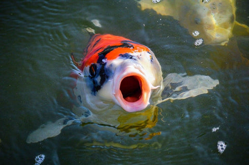 sera 7145 Koi Nature 11.6 oz 1.000 ml Pet Food, One Size...
