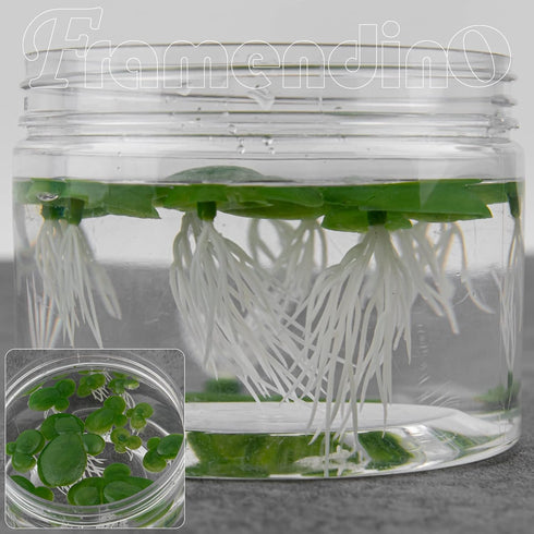 Framendino, 36 Pack Artificial Mini Duckweed with Root Plastic Floating Fish Plants for Aquarium Fish Tank Decor...