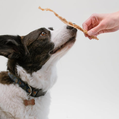 Pupford Turkey Tendon Dog Reward, High-Protein Chews for Healthy Teeth & Joints, Grain-Free, Made in The USA, Perfect for Training & Rewards, 100%...