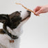 Pupford Turkey Tendon Dog Reward, High-Protein Chews for Healthy Teeth & Joints, Grain-Free, Made in The USA, Perfect for Training & Rewards, 100%...