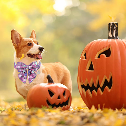 Halloween Dog Collar with Bow Tie, Pumpkin Cotton Bowtie Collar for Puppy Girl Dog or Cat, Halloween Bow Tie Collar with Durable Metal Buckle, Ado...