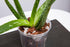 rePotme Orchid Pot - 6 inch Slotted Clear Orchid Pots - 3 Pack (Crystal Clear)...