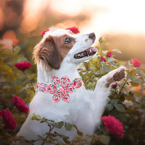 Dog Collar Cute Pink Flowers Print Pet Collar Soft Girl Dog Collar with Flower Adjustable Metal Buckle Collar Gift Collar for X-Large Dogs...