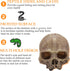 Halloween Human Skull Reptile Hide, Grey Reptile Hides and Caves for Ball Python Leopard Gecko Snake Bearded Dragon Lizard Fish Chameleon Spider, ...