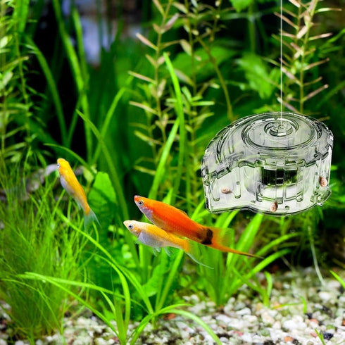 MiOYOOW Planaria Trap, Transparent Planaria Catcher Natural Aquarium Snail Trap for Aquarium Fish Tank Planaria Leech Small Snail...