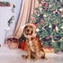 Elegant little tail Dog Collar with Bow - Christmas Gingerbread Man Dog Collar Bow Boy Girl Dog Bowtie Pet Gift Adjustable Dog Collar for X-Large ...