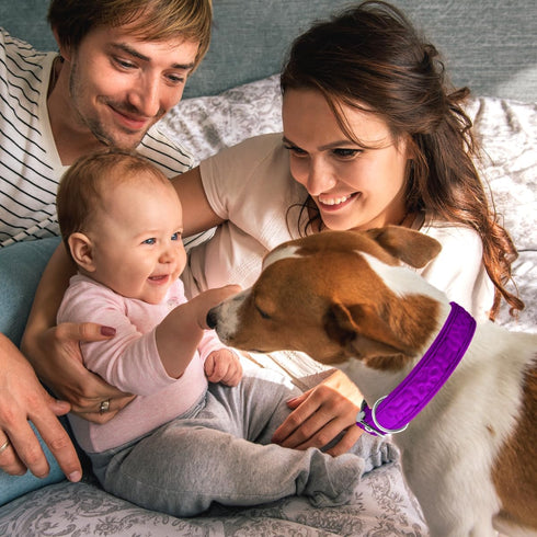 Comfort Fit Soft Padded Dog Collar with Adjustable Buckle - Lightweight, Breathable Dog Training Collar with Customizable Fit - Durable Heavy Duty...